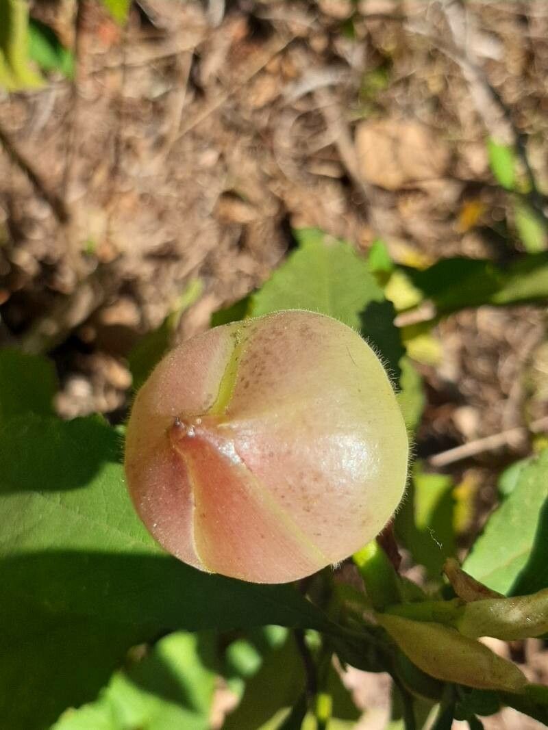 Operculina turpethum fruit