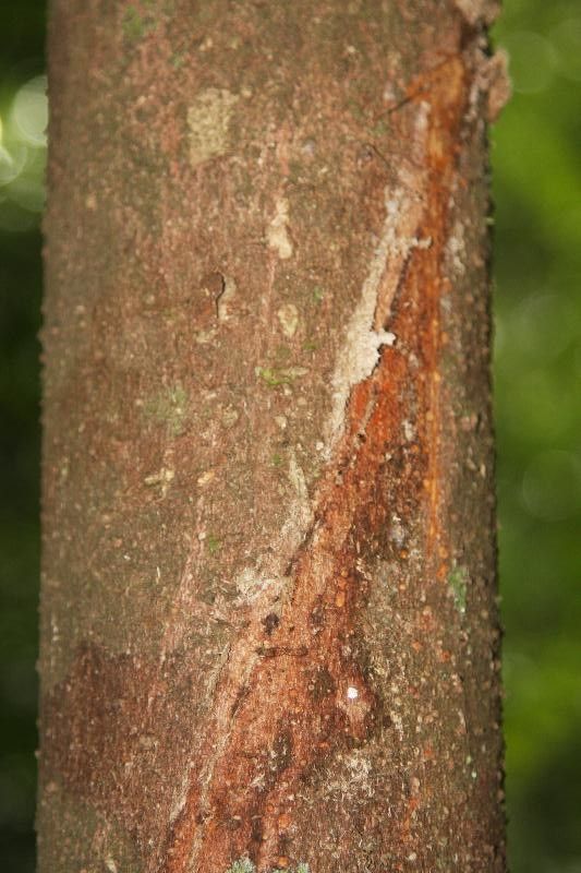 Aniba parviflora bark