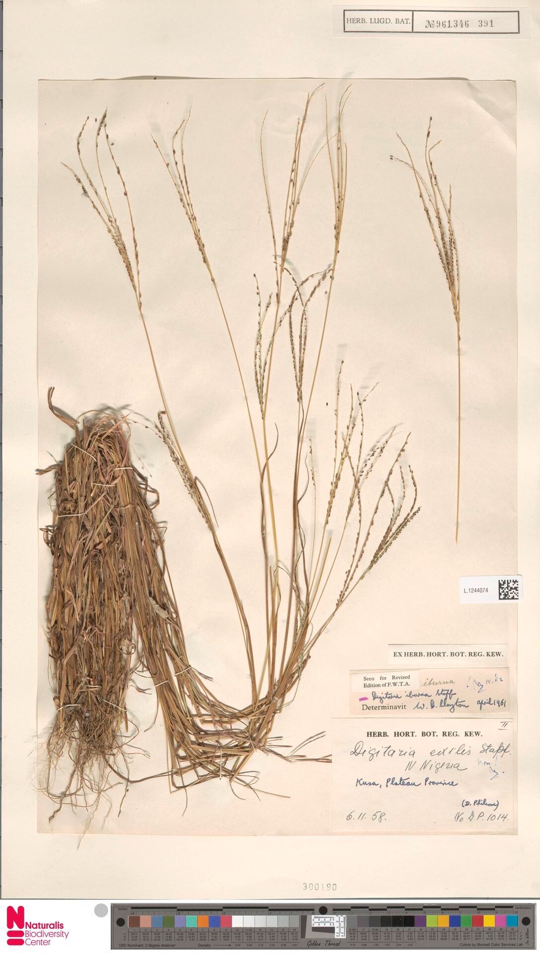 Digitaria iburua — houseplant care guide