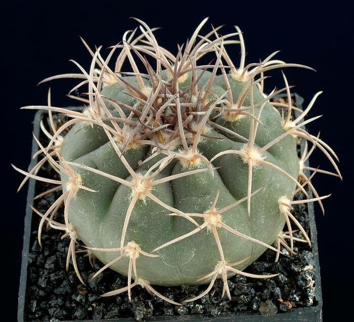 Gymnocalycium rhodantherum habit