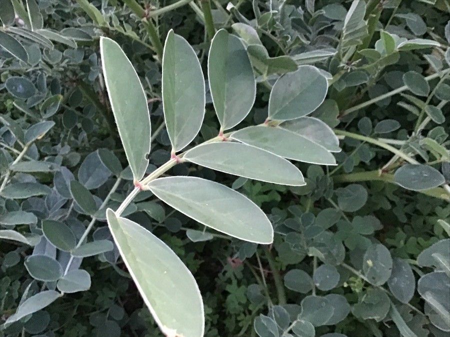 Hedysarum coronarium leaf