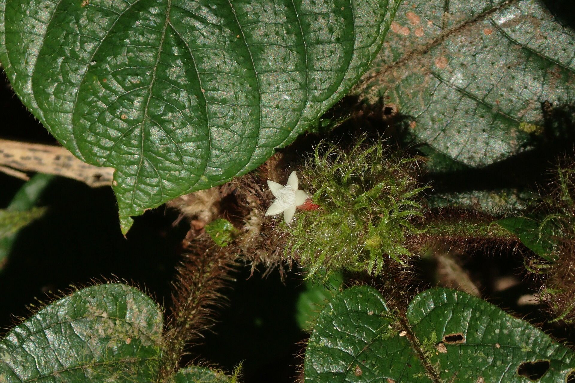 Sabicea medusula flower