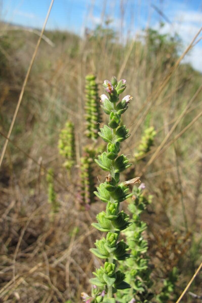 Odontites kaliformis — houseplant care guide