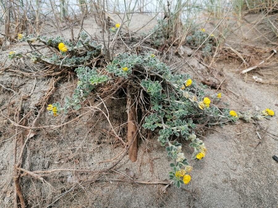 Medicago marina — search result for 'Medicago'