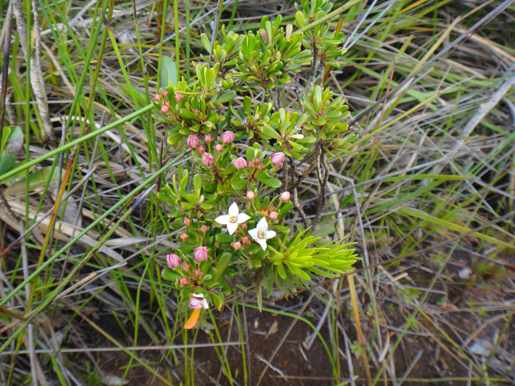 Boronia pancheri habit