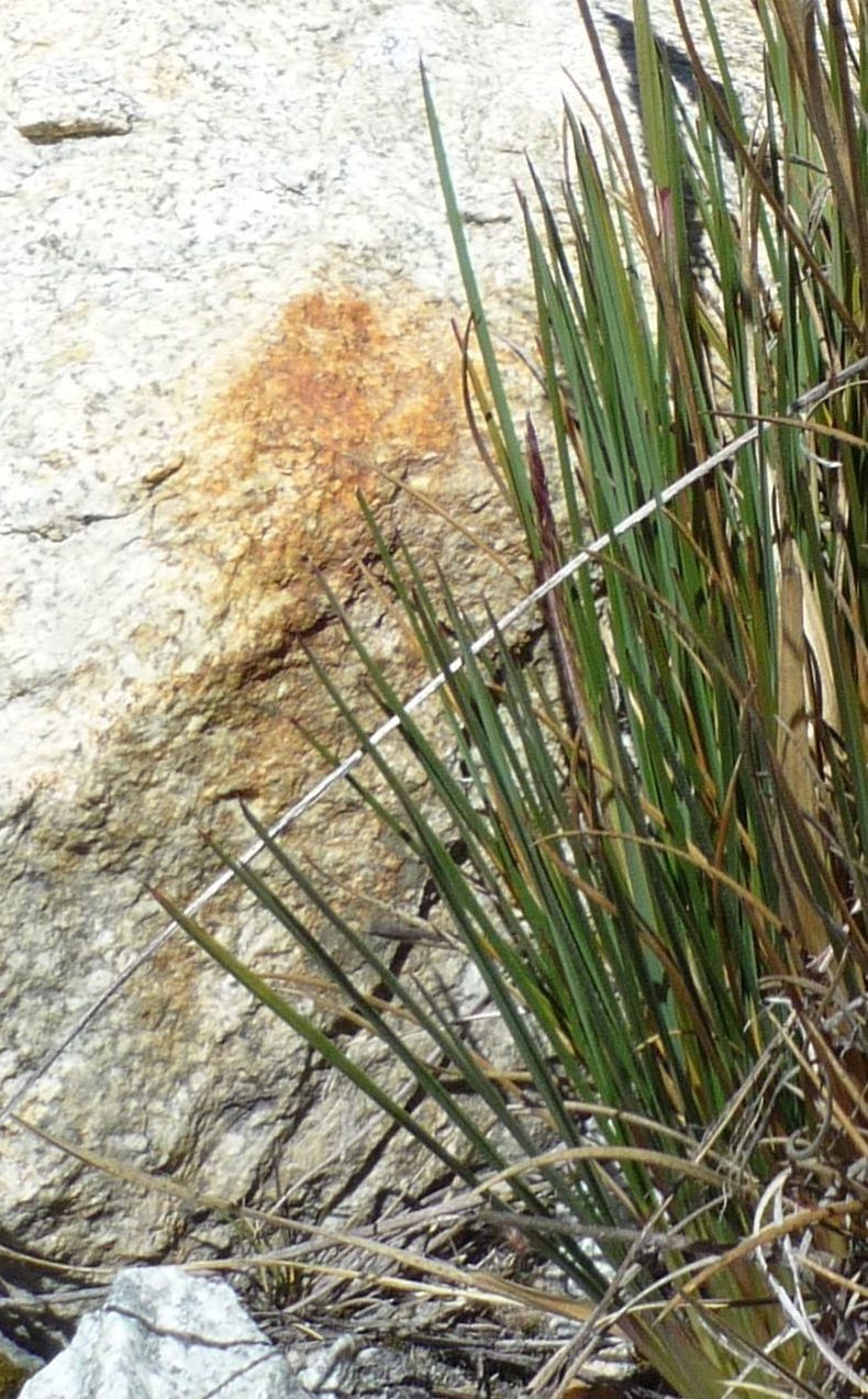 Cinnagrostis nitidula leaf