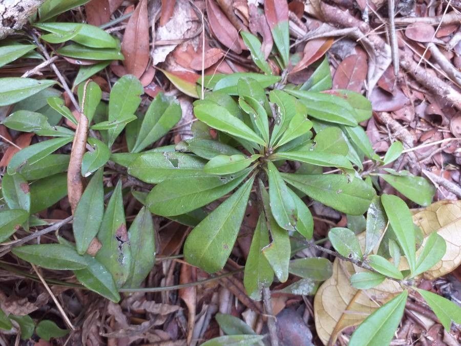 Manilkara sulcata leaf