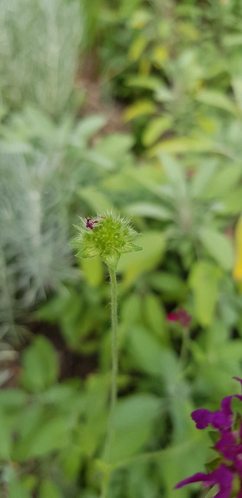 Knautia macedonica fruit