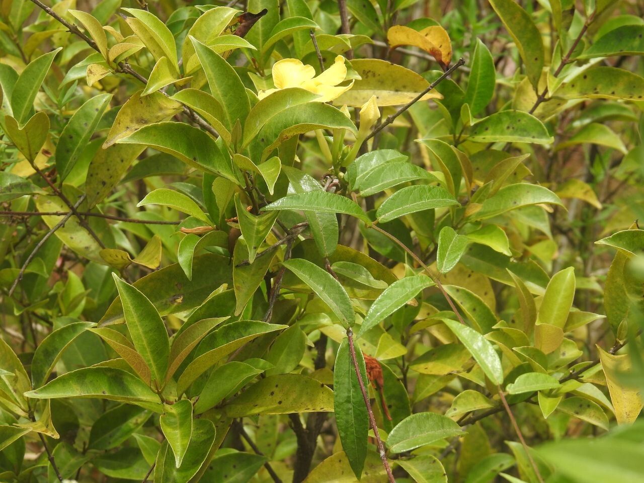 Mandevilla scabra leaf