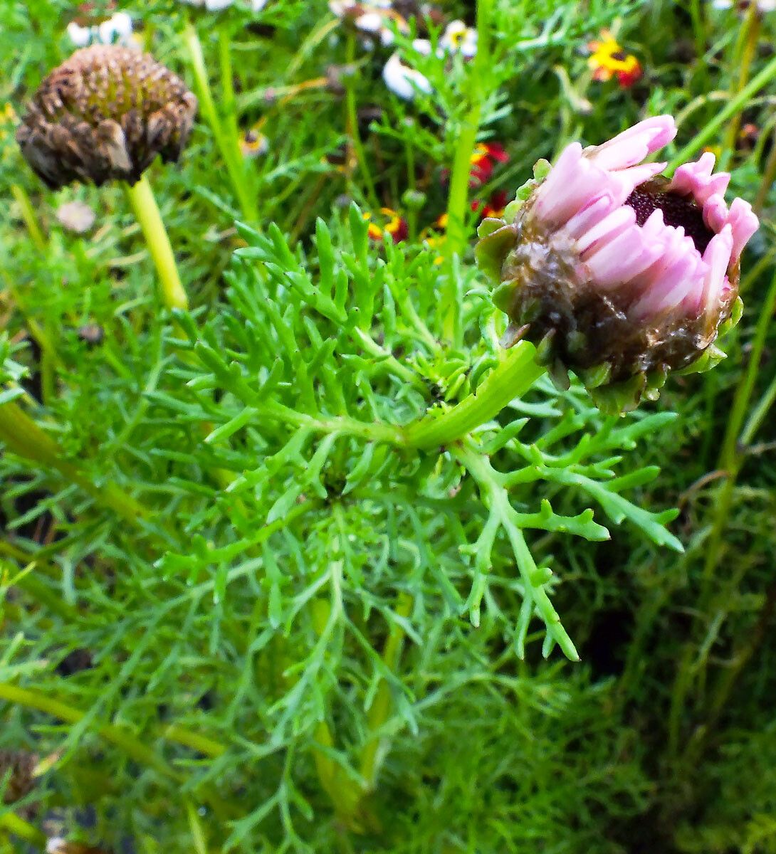 Ismelia carinata — search result for 'Portugal'