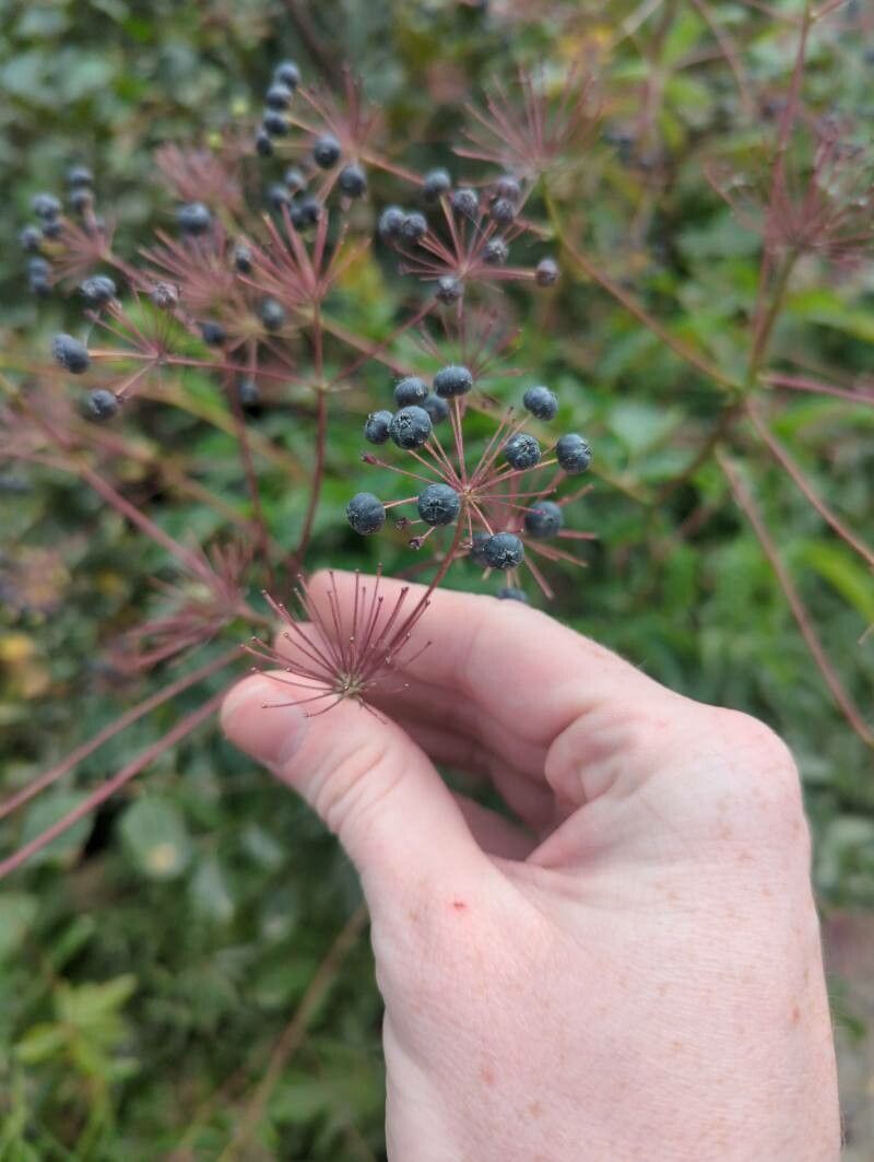 Aralia hispida fruit