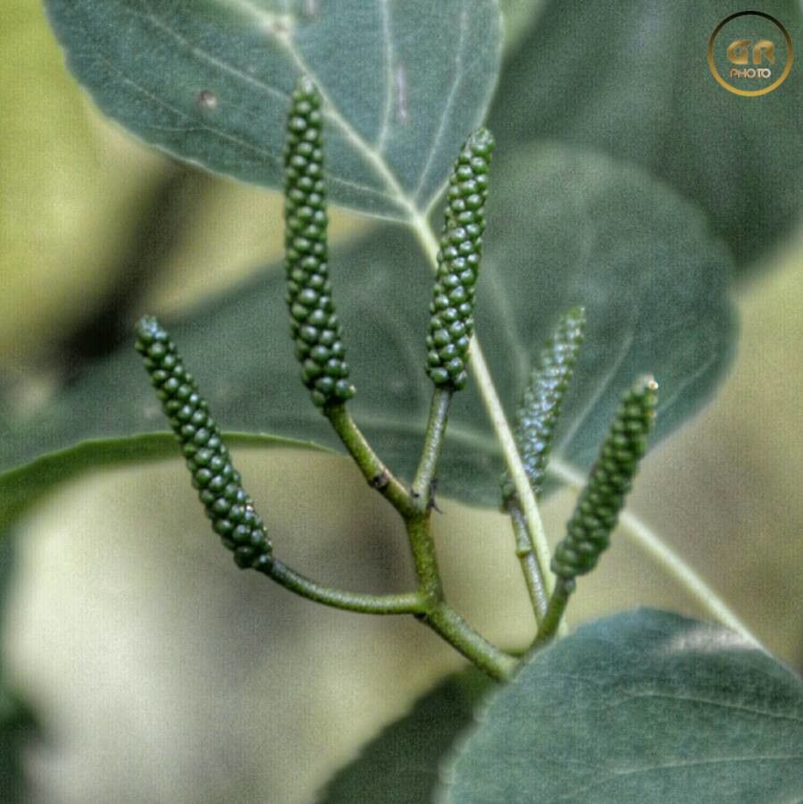 Alnus alnobetula x Alnus incana