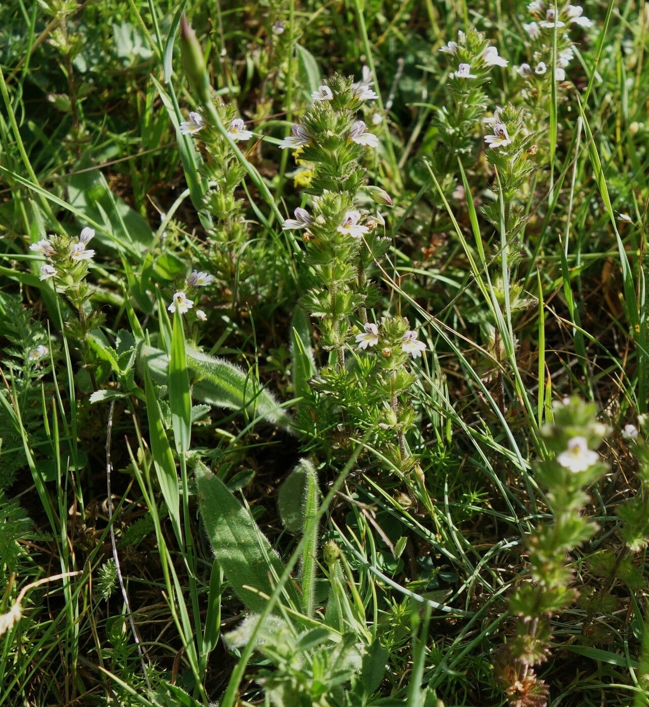 Euphrasia pectinata flower