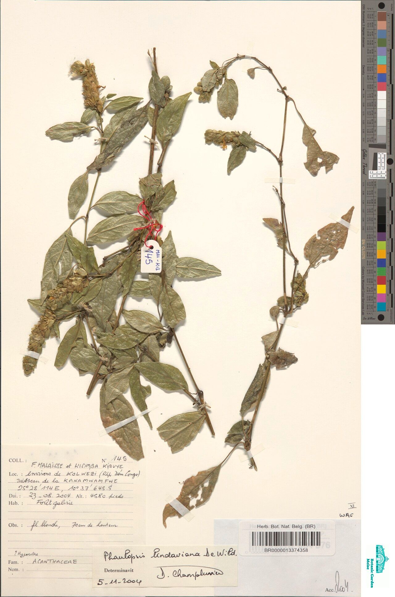 Phaulopsis lindaviana — houseplant care guide