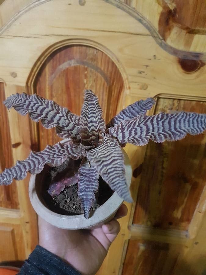 Cryptanthus fosterianus bark