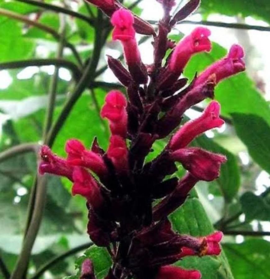 Salvia grandis — houseplant care guide