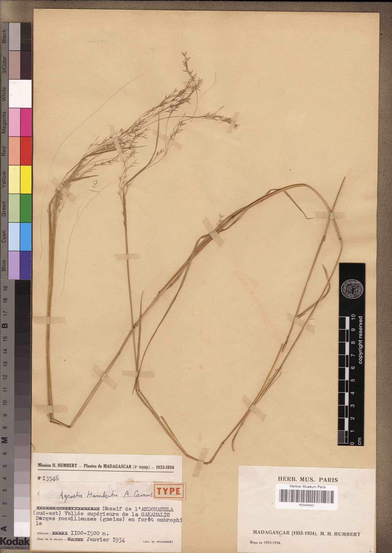 Agrostis humbertii — search result for 'Agrostis'