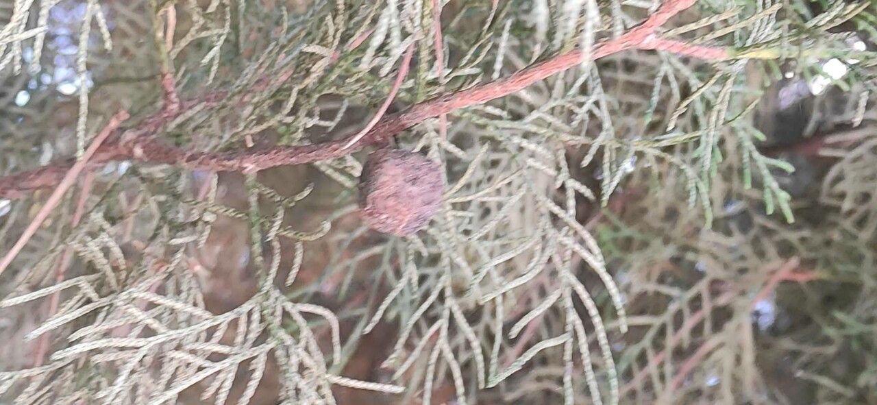 Cupressus chengiana fruit