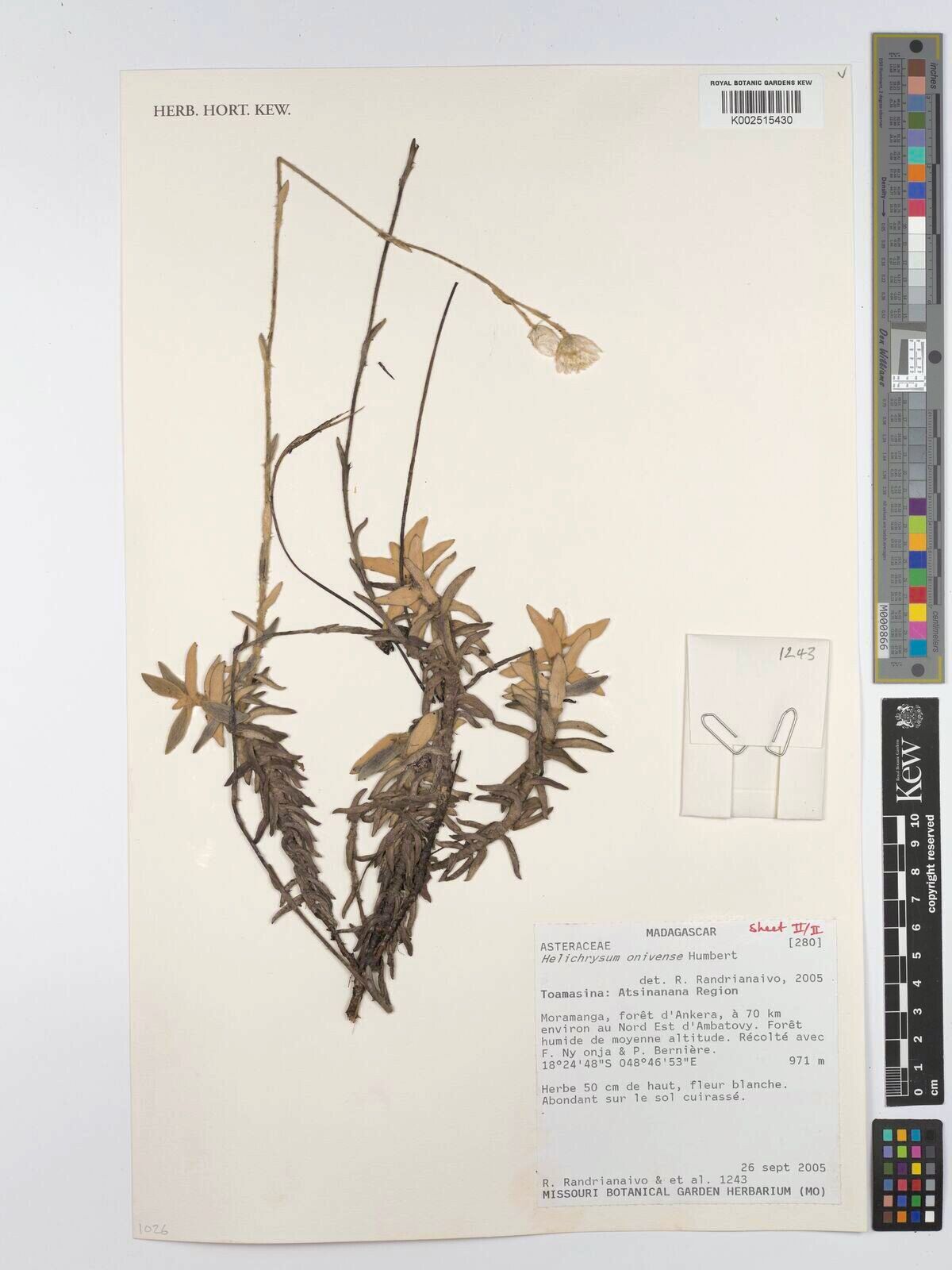 Helichrysum onivense — houseplant care guide