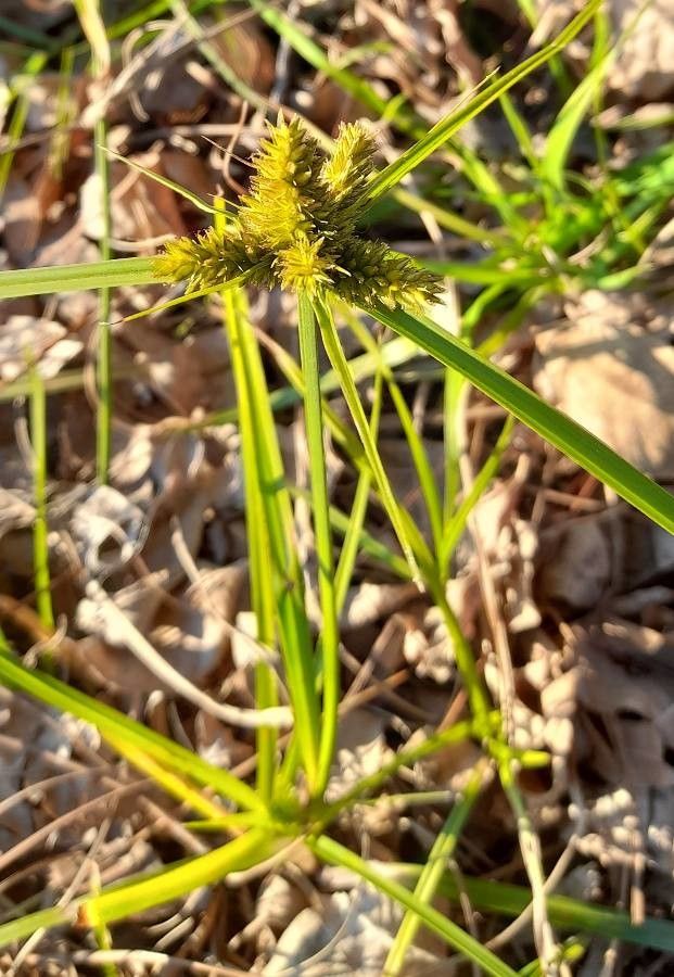 Cyperus aggregatus habit