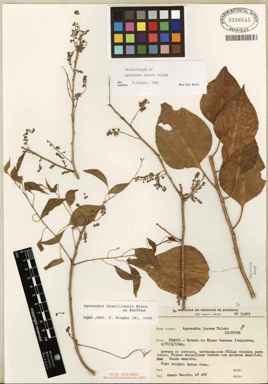Agonandra brasiliensis other