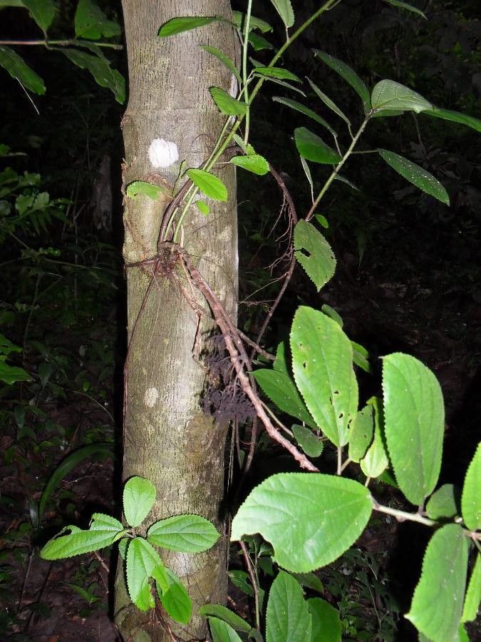 Urera oblongifolia leaf