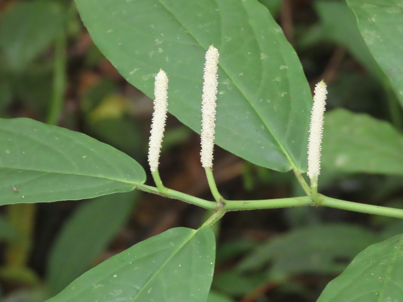 Piper subzhorquinense leaf