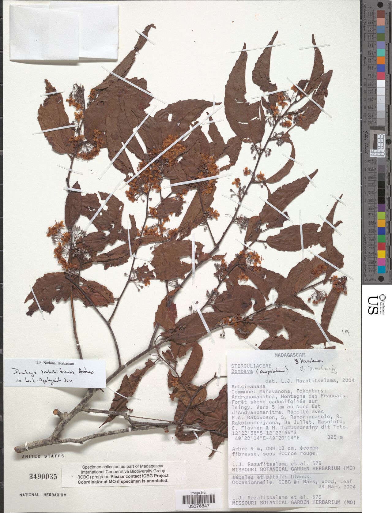 Dombeya ambohitrensis — houseplant care guide