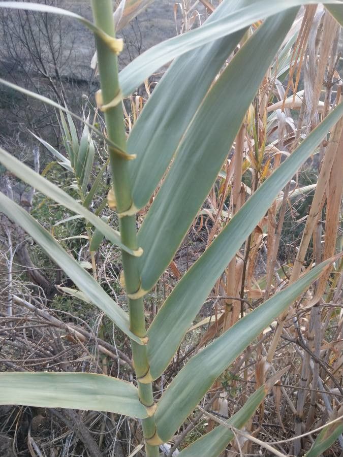 Arundo donax leaf