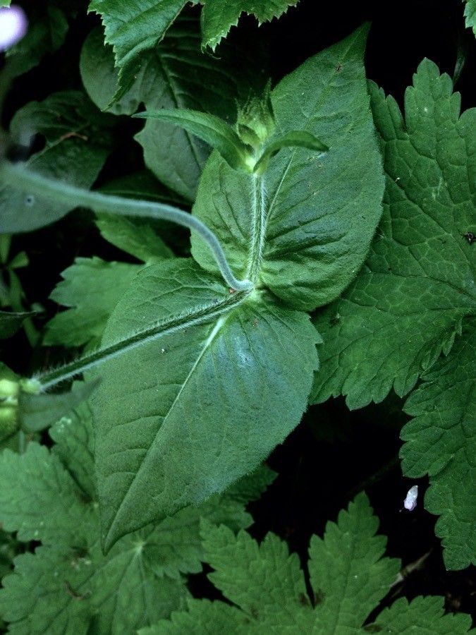 Knautia drymeia — search result for 'Caprifoliaceae'