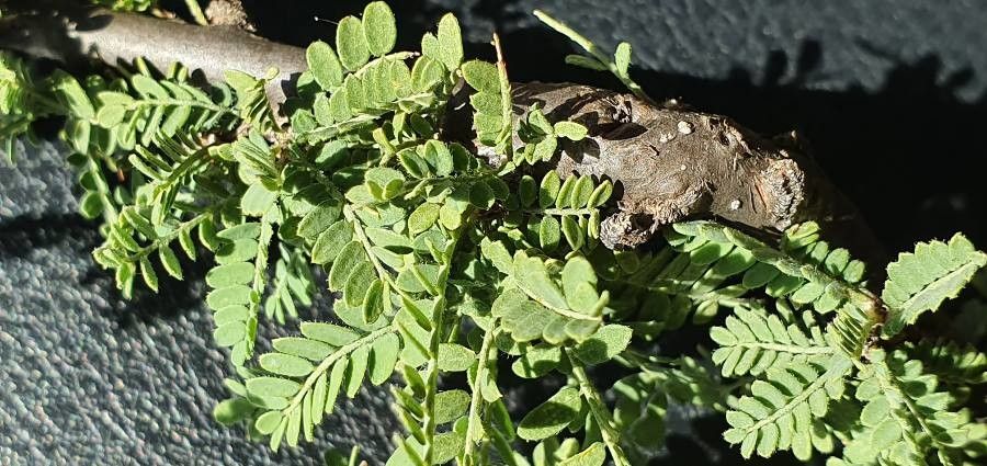 Ormocarpum trichocarpum leaf