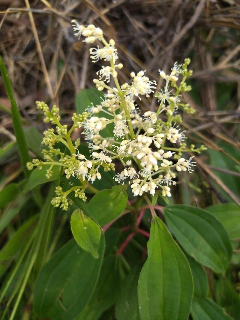 Miconia brevitheca flower