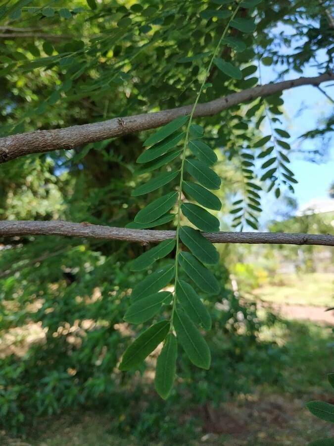 Phyllanthus casticum — houseplant care guide