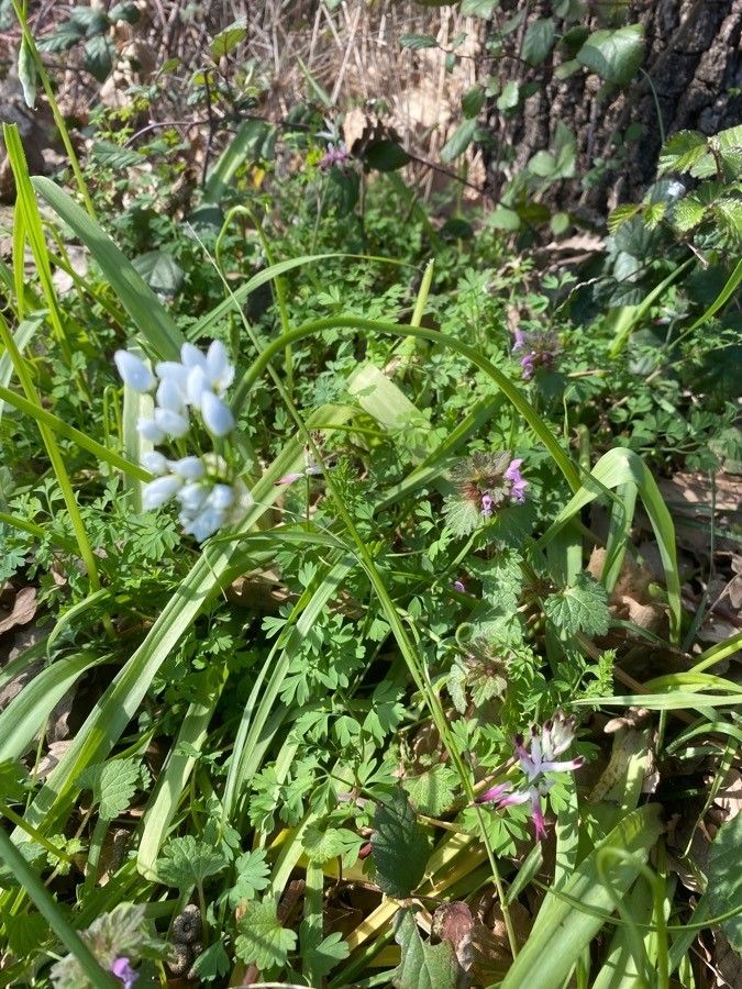 Allium pendulinum habit