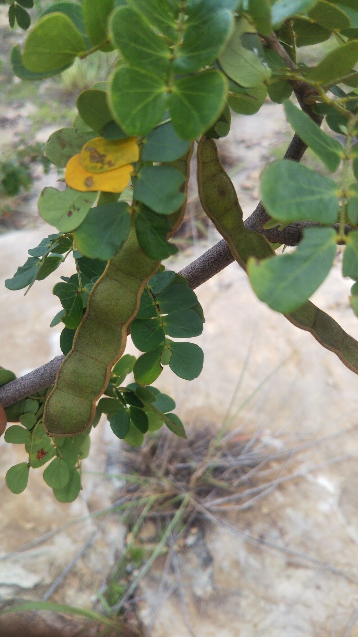 Mimosa waterlotii fruit