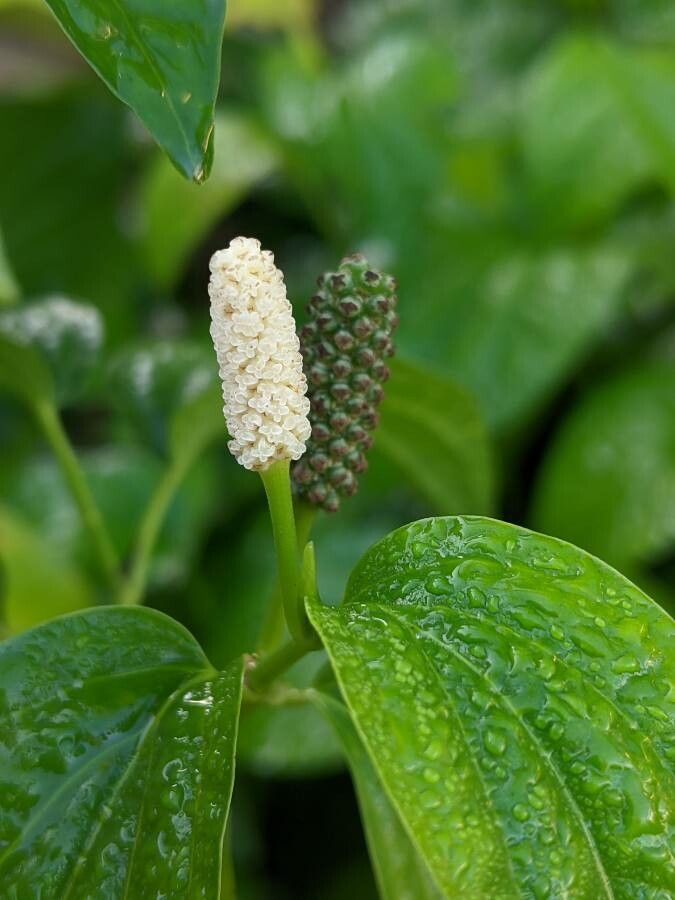 Piper sarmentosum flower