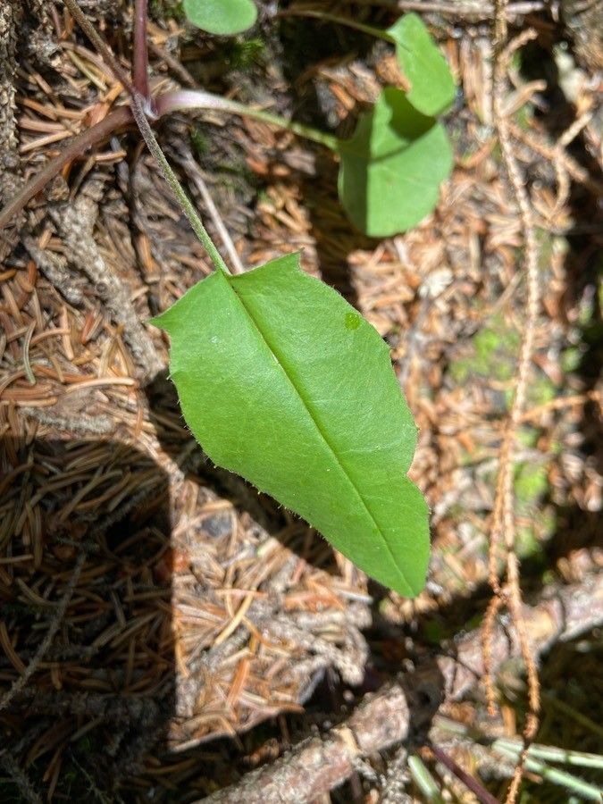 Hieracium umbrosum leaf