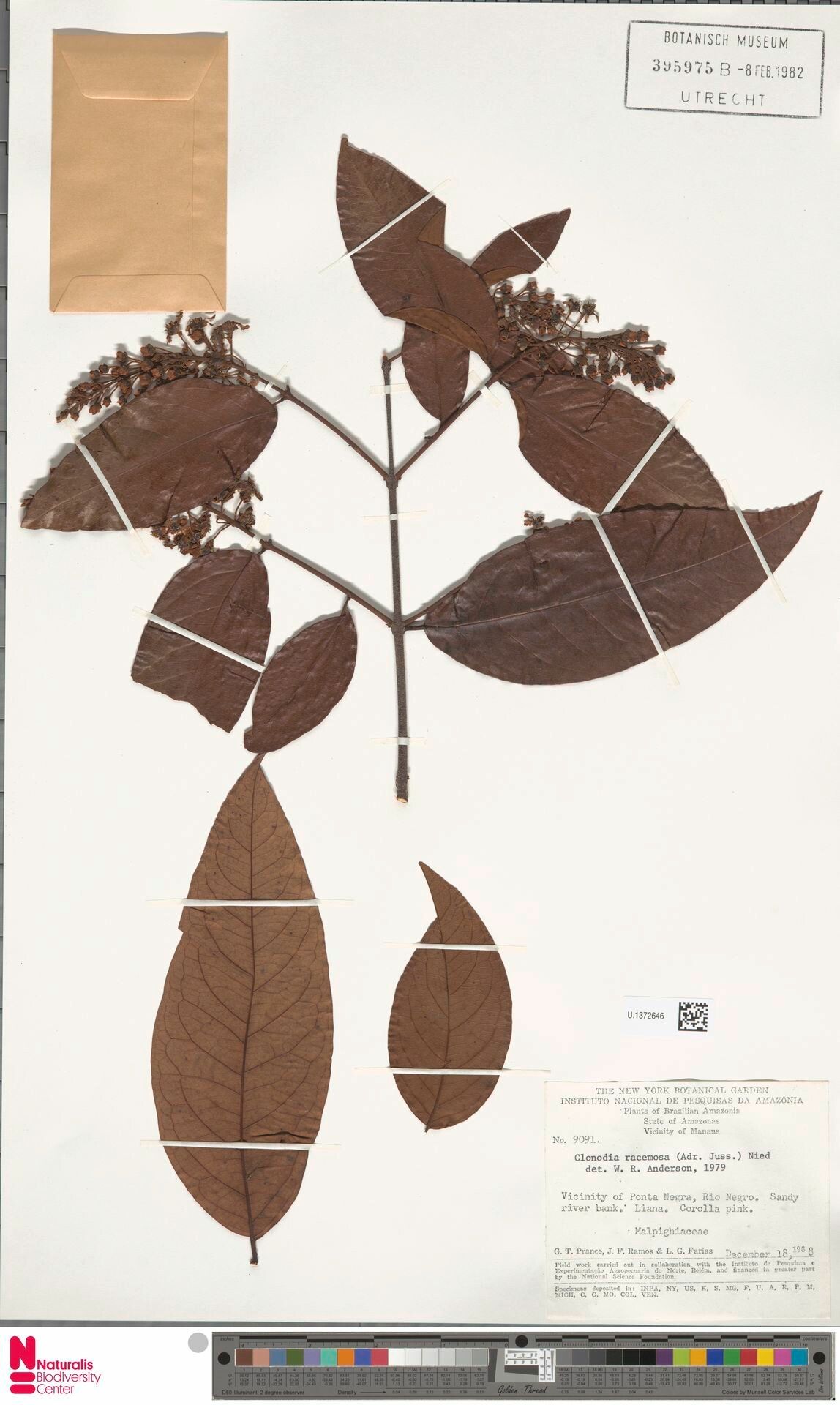 Heteropterys racemosa leaf