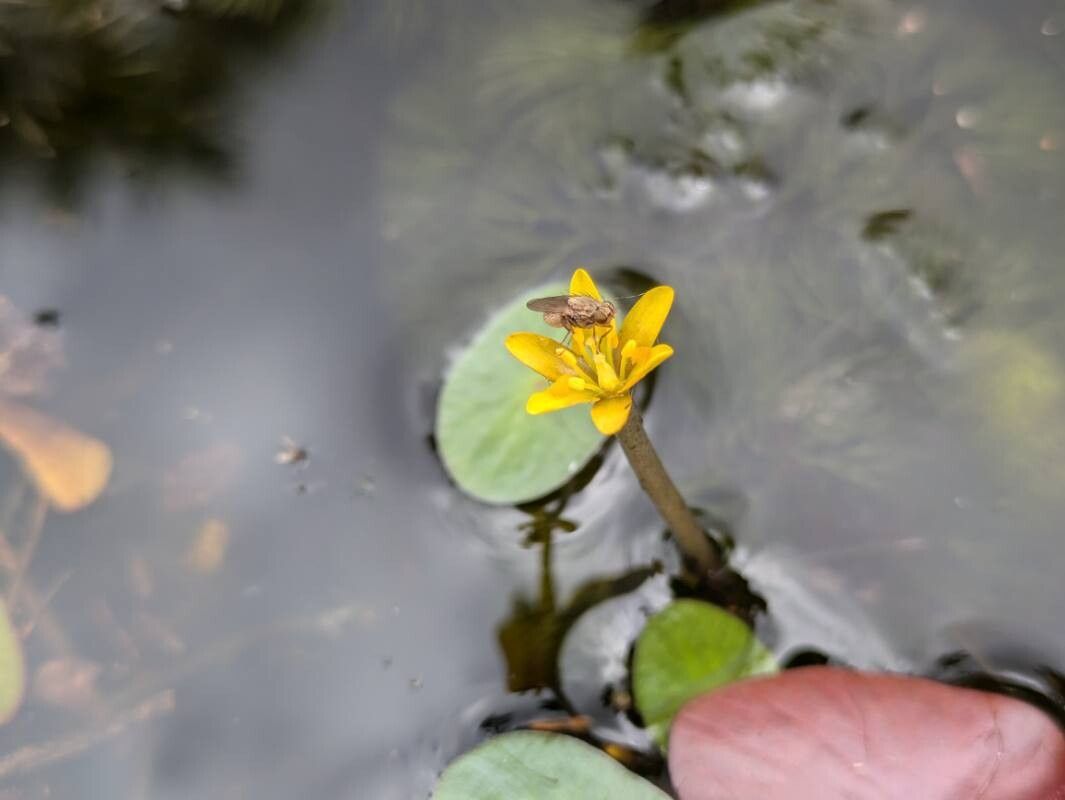 Cabomba aquatica flower