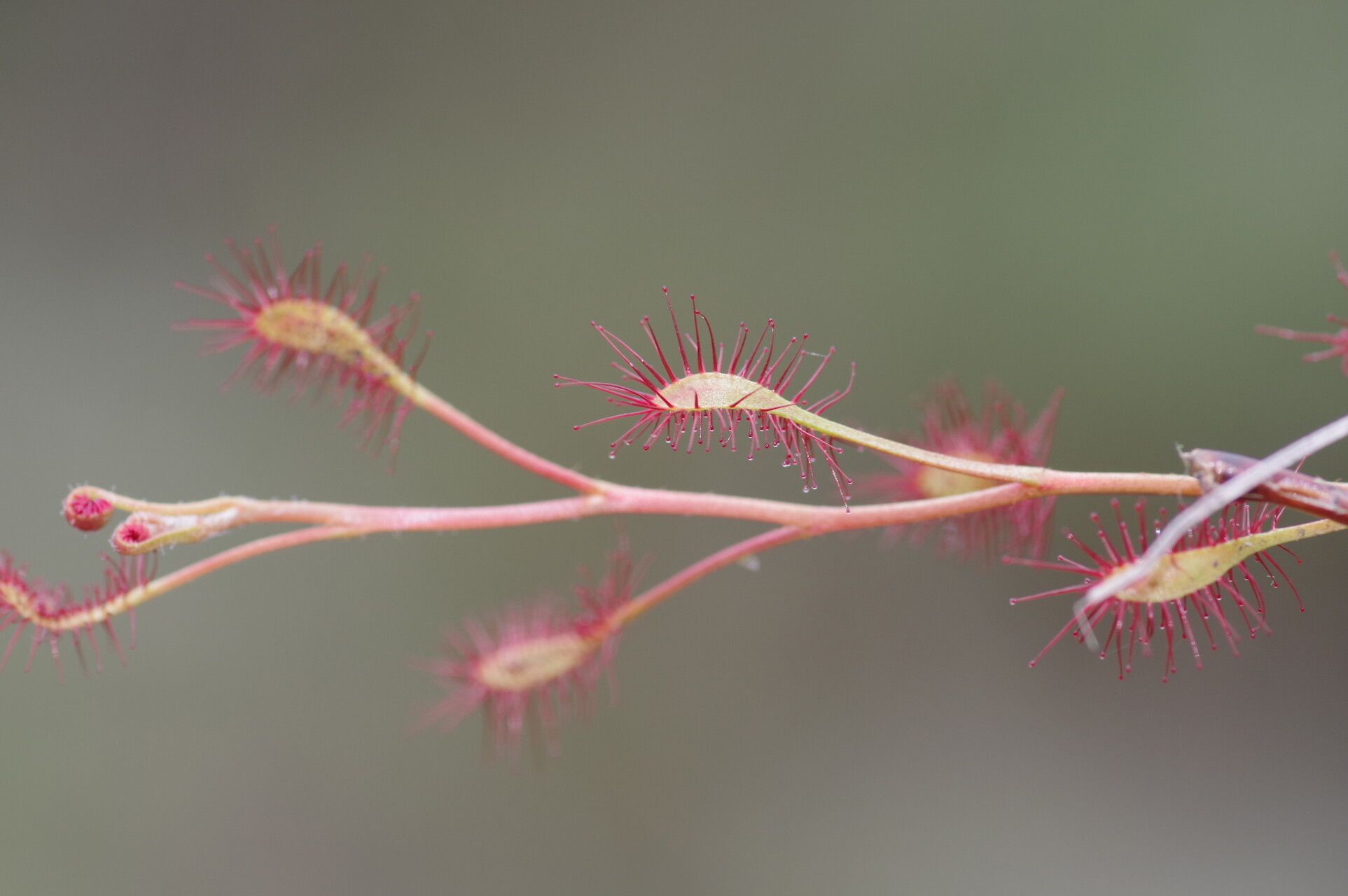 Drosera affinis fruit