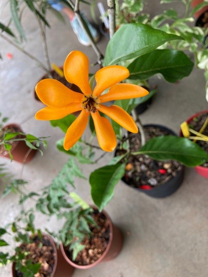 Gardenia carinata flower