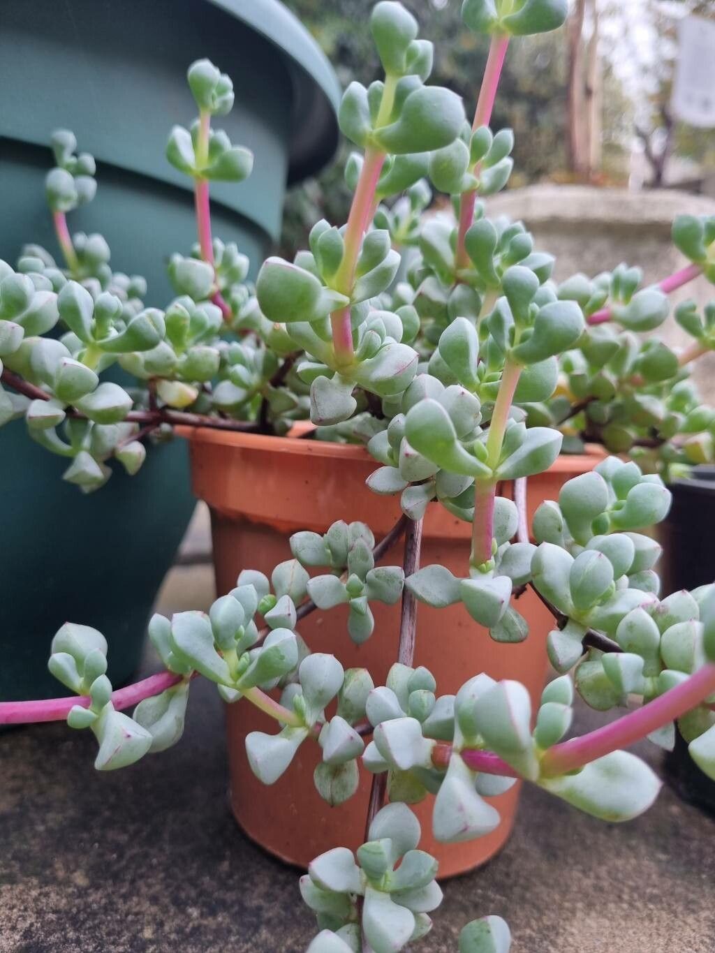 Oscularia deltoides habit