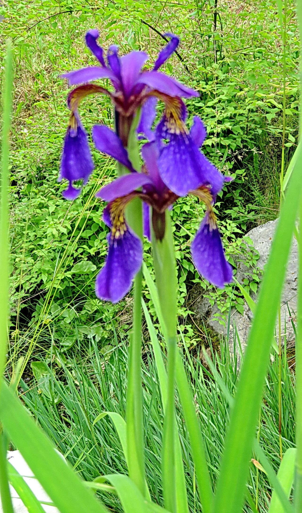 Iris forrestii habit