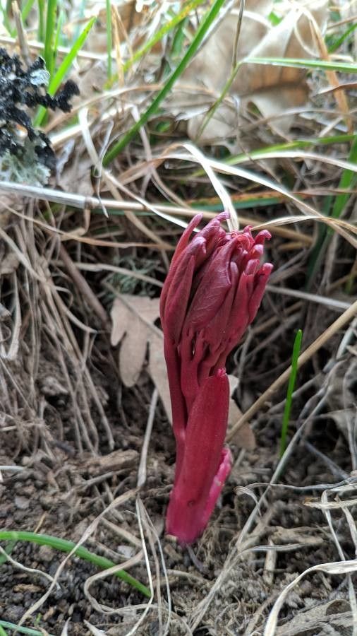 Sarcodes sanguinea — search result for 'Ericaceae'