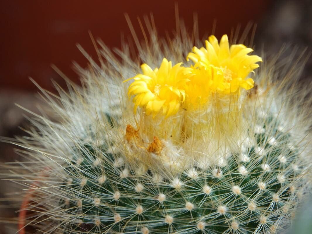Parodia lenninghausii flower