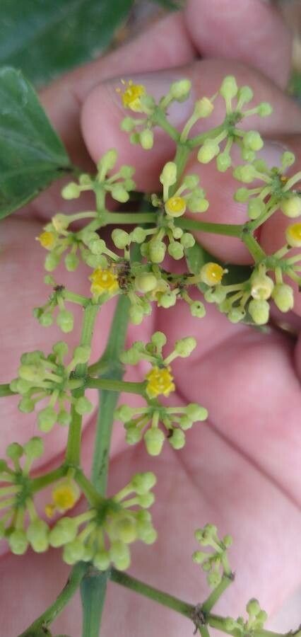 Cayratia japonica flower