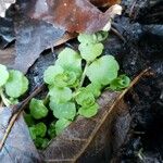 Chrysosplenium americanum
