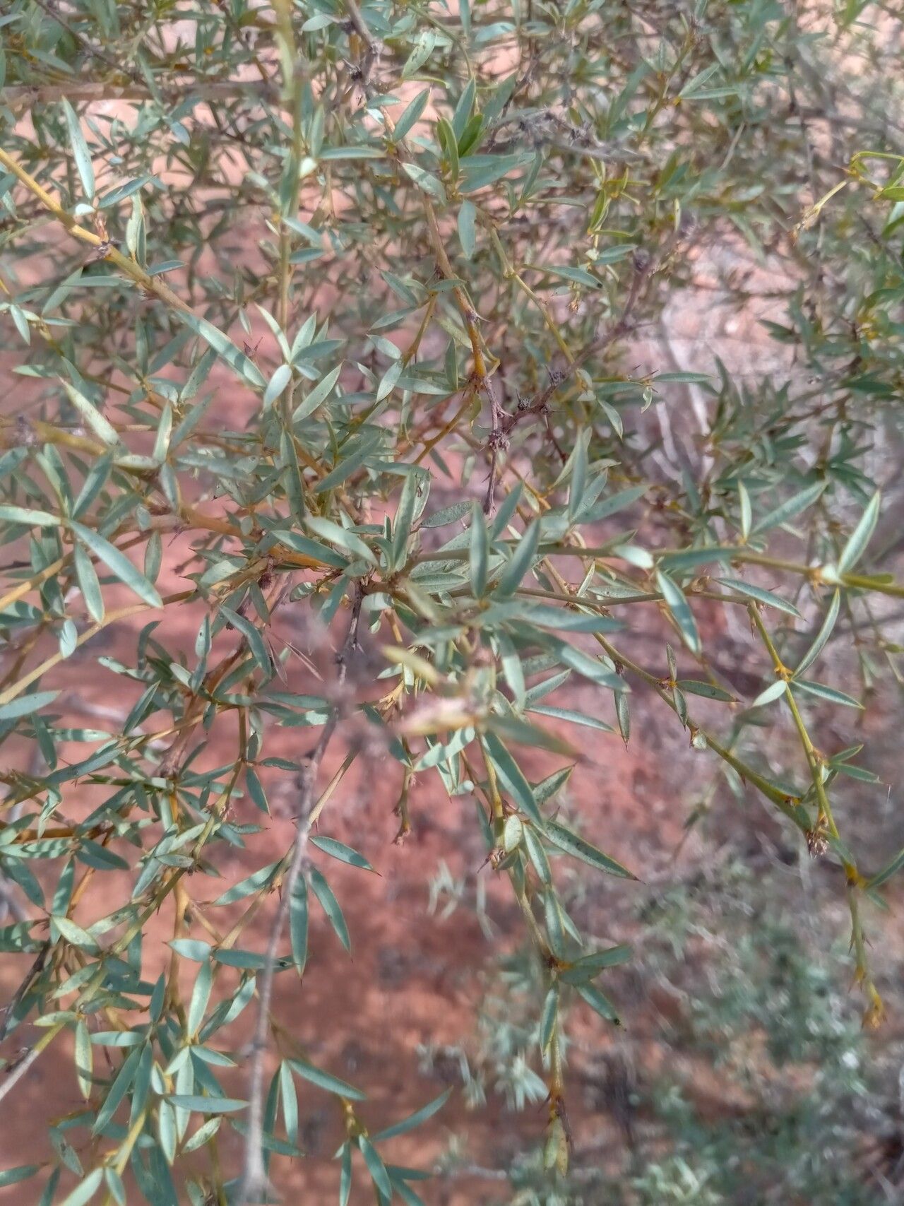 Tephrosia pungens — houseplant care guide