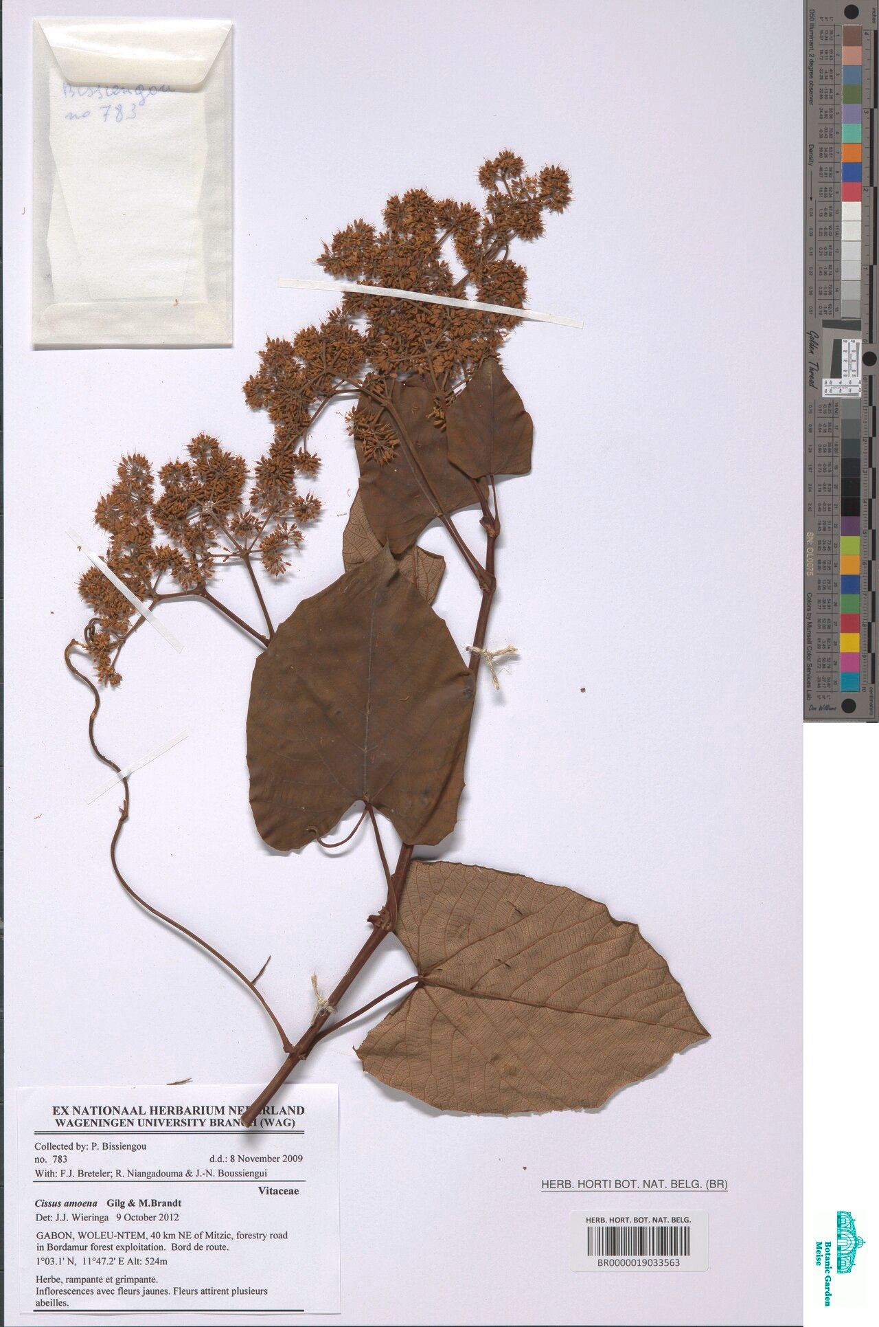 Cissus amoena — related species from the same genus