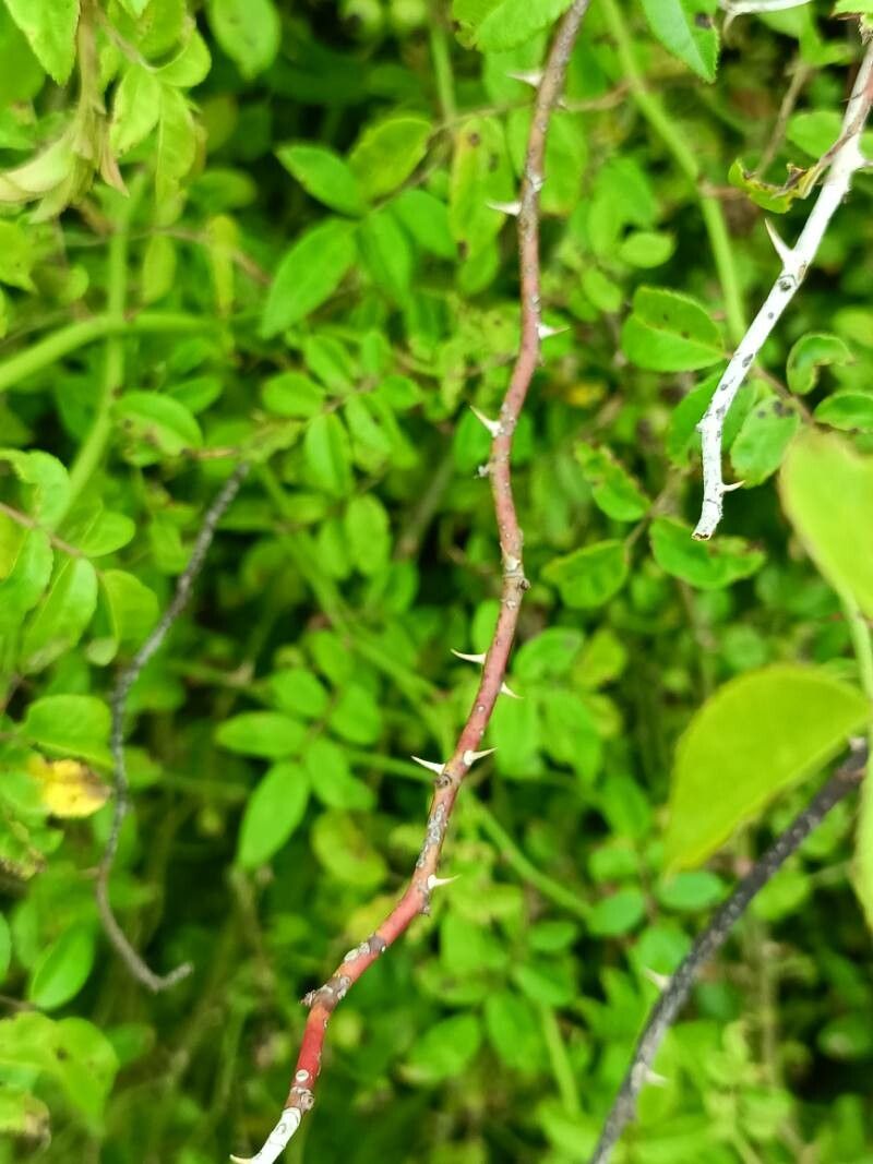 Rosa transmorrisonensis bark